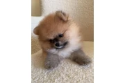 $150 : Preciosos Cachorros Pomerania thumbnail