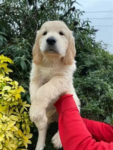 $550 : Female Golden Retrievers Pup image 1