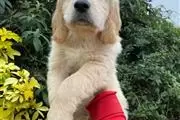 Female Golden Retrievers Pup en Philadelphia