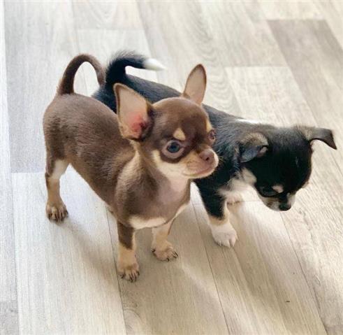 $400 : TEACUP CHIHUAHUAS FOR SALE image 1