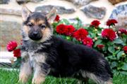 $290 : Quality German Shepherd puppie thumbnail