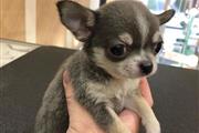 $400 : Teacup chihuahua thumbnail