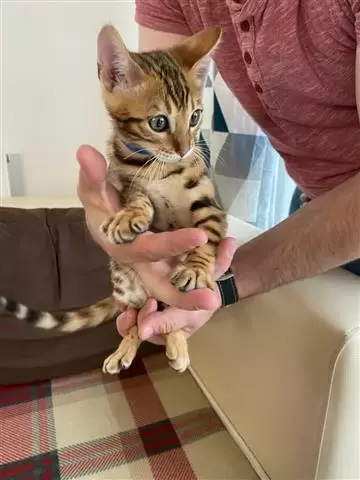$100 : sweet Leopard Bengal Kittens ❤ image 4