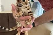 $100 : sweet Leopard Bengal Kittens ❤ thumbnail