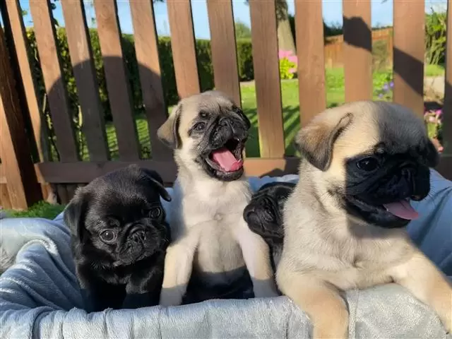 $550 : buy pug puppies image 2