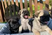 $550 : buy pug puppies thumbnail