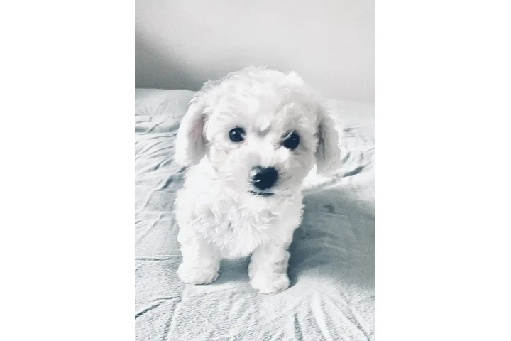 $1600 : Adorable Male Tornjak Puppy image 2