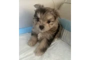 puppies Maltipom thumbnail