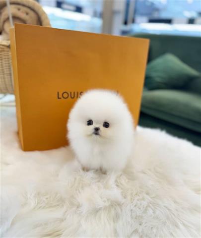 $250 : Pomeranian puppies image 1