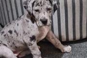 $1 : Great Dane puppies for adoptio thumbnail