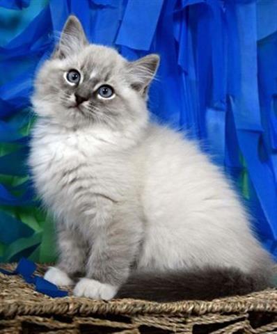 $300 : BELLEJOY Ragdoll Kittens image 1