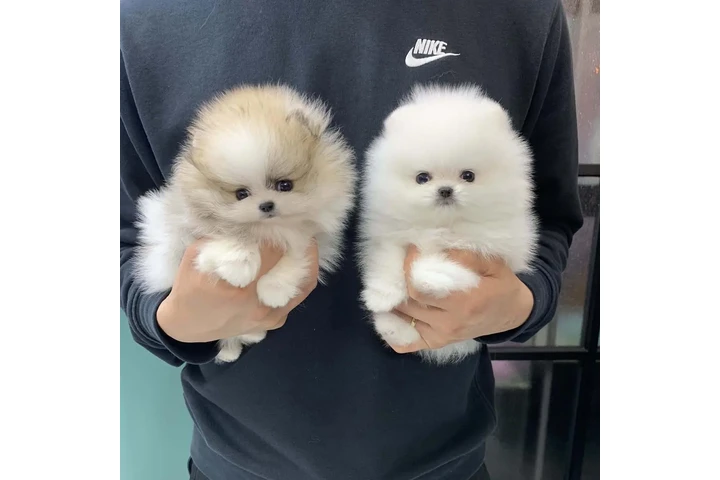$350 : Pomerania en venta image 1