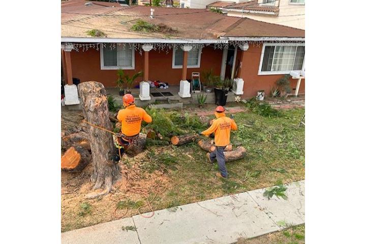 Ramirez Tree Services image 5