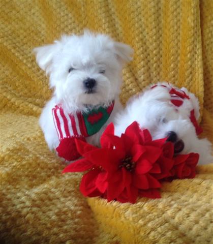 $600 : maltese puppies for rehoming image 1