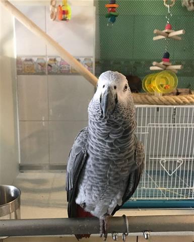 $410 : African Gray Parrots For Sale image 2