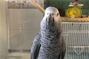 $410 : African Gray Parrots For Sale thumbnail