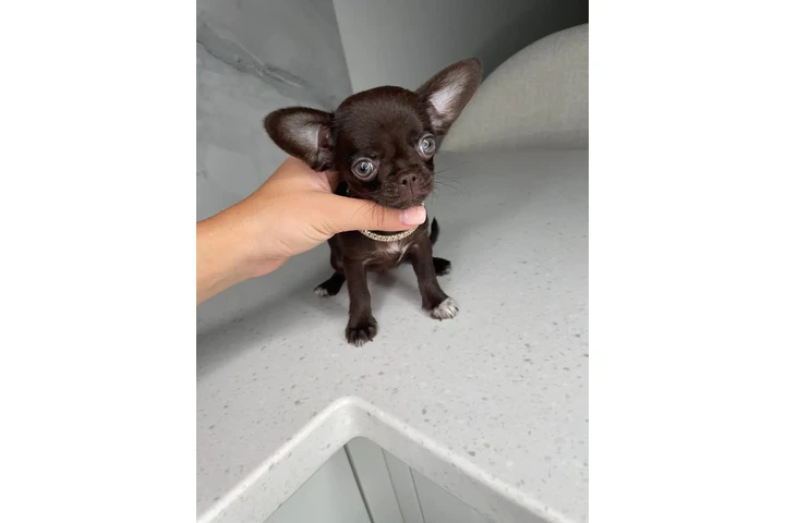 $250 : Chihuahua teacup puppies image 8