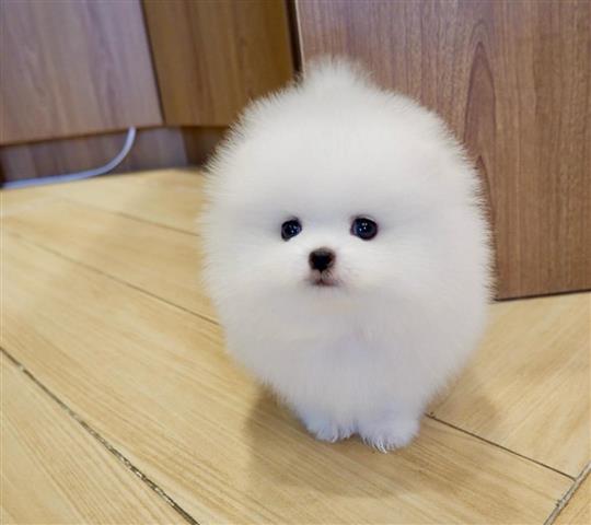 $310 : White Pomeranian Puppy Ready image 1