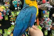 GUACAMAYO AZUL Y DORADO/ KIKI en Poughkeepsie