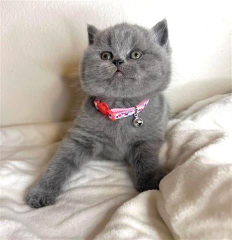 $280 : British Shorthair Kittens image 2