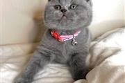 $280 : British Shorthair Kittens thumbnail