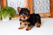$350 : Yorkie Teacup Cachorros thumbnail