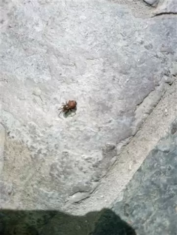 Wenceslao pest control image 7