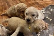 $550 : cachorros Goldendoodle disponi thumbnail