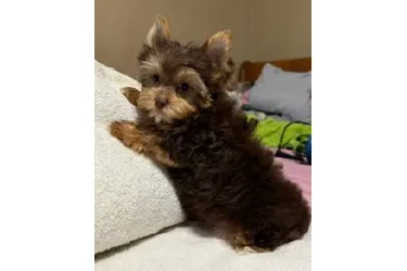 🐶 Cachorrito Yorkshire 🐶 en Los Angeles