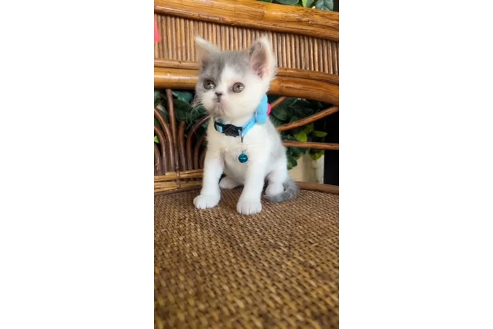 $650 : Gatito persa image 2