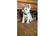 $650 : Gatito persa thumbnail