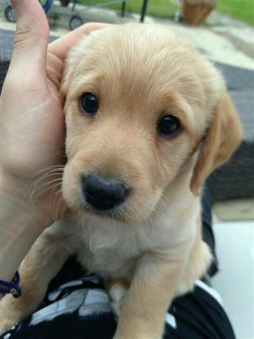 $480 : Labrador Healthy Puppies image 1