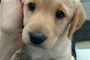 Labrador Healthy Puppies