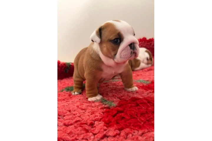 $650 : Cachorros bulldogs ingles image 3