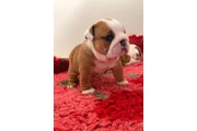 $650 : Cachorros bulldogs ingles thumbnail