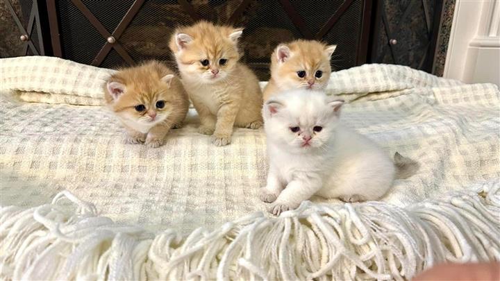 $375 : Telegram  kittens image 1