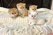 Telegram  kittens