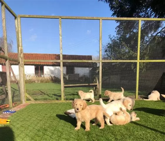 $450 : Golden Retriever puppies image 1