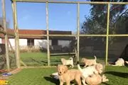 Golden Retriever puppies en Atlanta