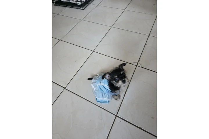 $600 : Perrita chizer negrita image 3