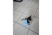 $600 : Perrita chizer negrita thumbnail