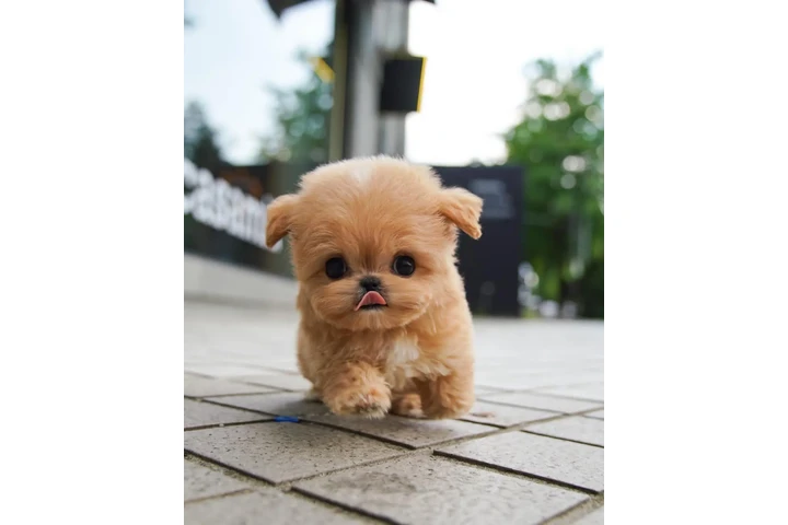 $350 : maltipoo image 1