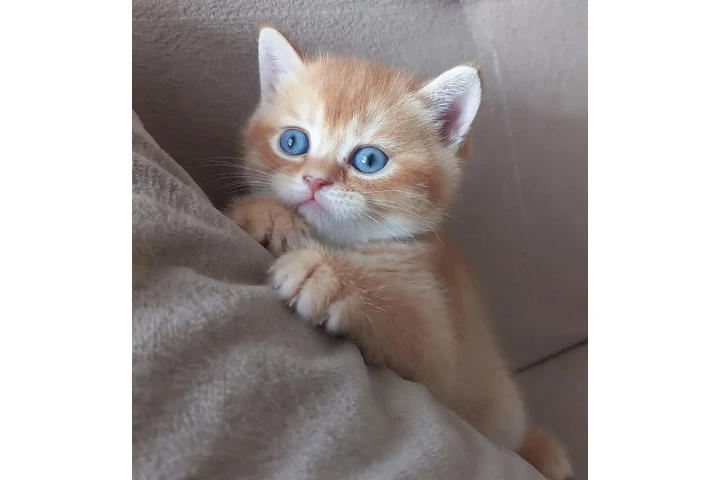 $300 : British shorthair For Sale image 1