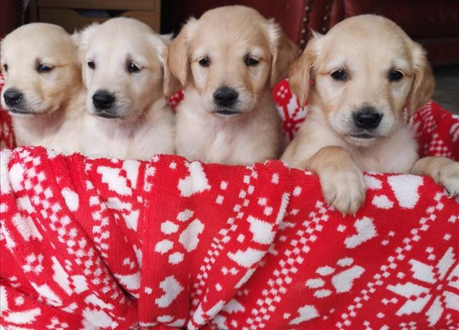 $600 : Golden Retriever puppies image 3