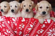 $600 : Golden Retriever puppies thumbnail