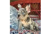 $600 : Cachorros de Bulldog Francés thumbnail