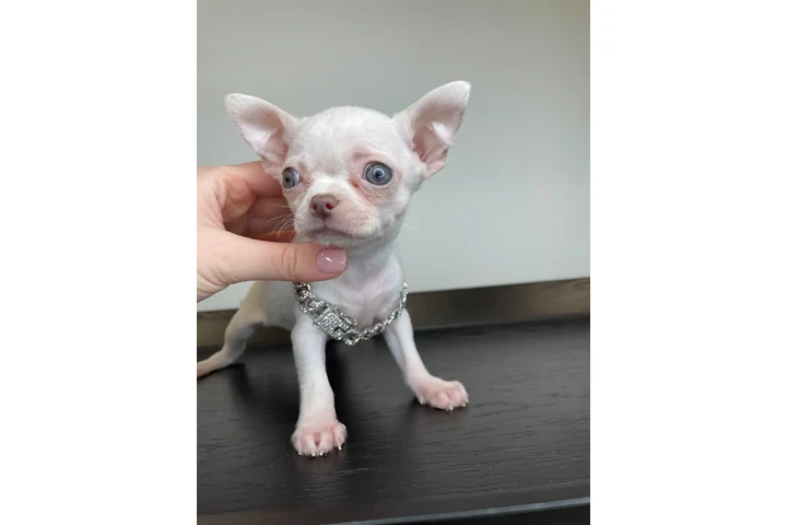 $250 : Chihuahua mini puppies image 7