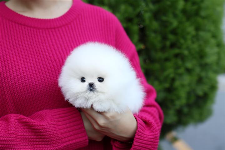 $250 : Teacup Pomeranian puppies image 5