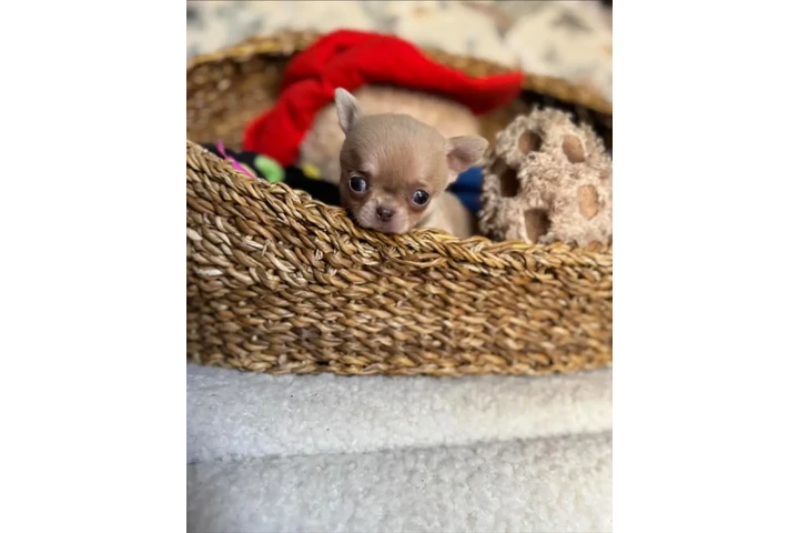 $350 : taza de té chihuahua image 3