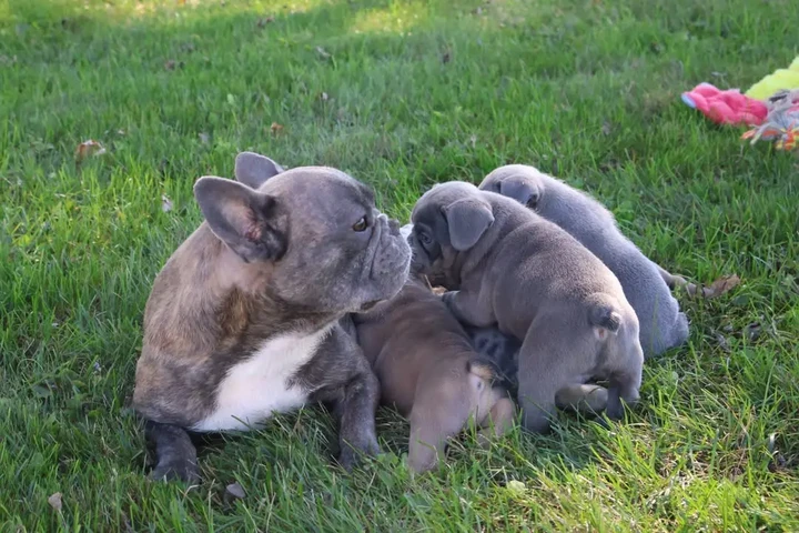$350 : Bulldog Francés En Venta image 2
